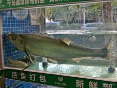 -全乐鱼馆·淳牌有机鱼直营店