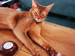 -猫小院猫主题咖啡厅(北锣店)