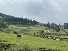 -芦芽山旅游度假区
