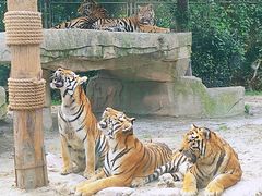 -上海野生动物园老虎餐厅