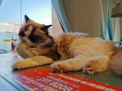 -喵喵咪呀布偶猫咖(春熙路店)