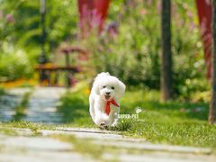 -超宠爱宠物摄影-Super pet