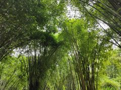 -望江楼公园