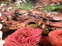-西雅图水族馆