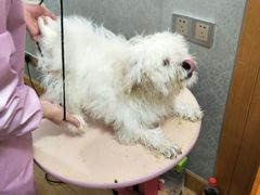 -犬也宠物造型(恒茂国际都会商业街店)