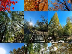 -白水寺森林公园