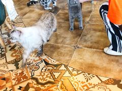 -共舞时光猫咖·狗咖(新街口店)