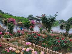 -玫瑰庄园·自助烧烤·烤全羊·团建拓展(龙泉山店)