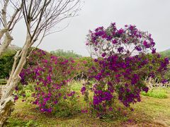 -深圳仙湖植物园