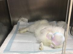 -爱侣宠医·鹦鹉专科·小型哺乳类·异宠专科(灵石路店)