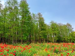 -上海共青森林公园