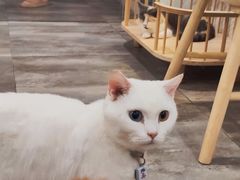-楼上猫咖(罗湖店)