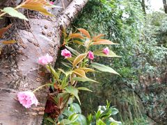 -铁山坪森林公园