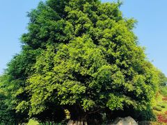 -铁山坪森林公园