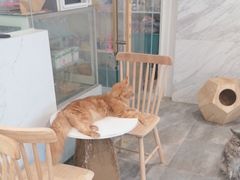 -楼上猫咖(罗湖店)