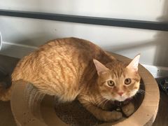 -东方名猫馆·英短金渐层布偶猫舍(环线广场1号楼店)