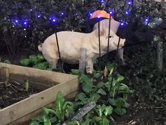 -牛焱·贵州黄牛肉火锅(城西银泰店)