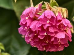 -中国科学院华南植物园