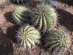 -北京植物园-展览温室