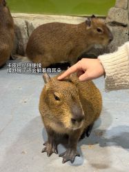 -Zoolung Zoolung动物主题公园(海信广场店)