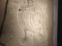 -房山世界地质公园博物馆