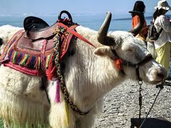 -青海湖国家重点风景名胜区