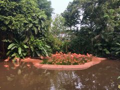 -新加坡飞禽公园