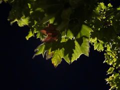 -正宗天津烧麦馆(柳州路店)