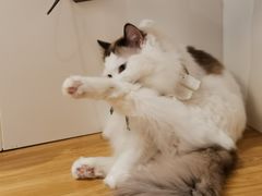 -啵啵喵·猫咖(攀华国际店)