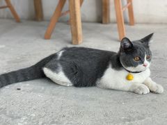 -猫小院猫主题咖啡厅(北锣店)