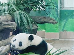 -广州动物园