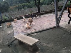 -成都爱之家动物救助中心