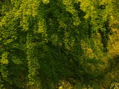 -三里屯东五街银杏大道