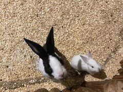 -绿色星球动物主题公园
