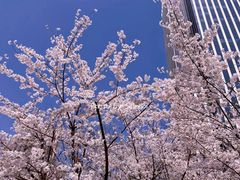 -新虹桥中心花园