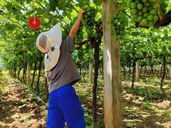 -马陆小张葡萄园农家乐