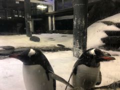 -悉尼海洋生物水族馆