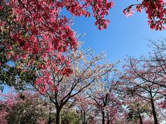 -风云岭森林公园