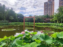 -陈家山荷花公园