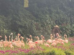 -广州长隆飞鸟乐园
