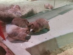 -正佳雨林生态植物园