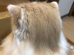 -高木日本料理(静安寺店)