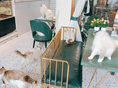 -喵喵咪呀布偶猫咖(春熙路店)
