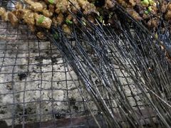 -杨婆婆烤肉(文昌阁店)