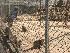 -王顺山国家森林公园