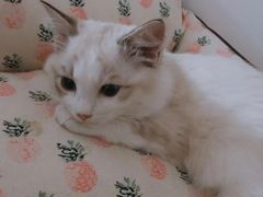 -BABYDOG宝贝狗宠物乐园(欧洲城店)