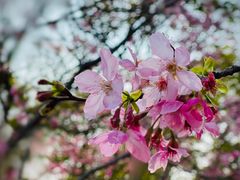 -天适樱花悠乐园