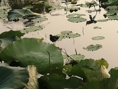 -艾溪湖湿地公园
