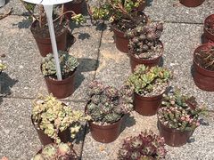 -金花茶公园