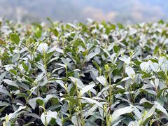 -听风阁农家私房菜茶楼(龙坞店)